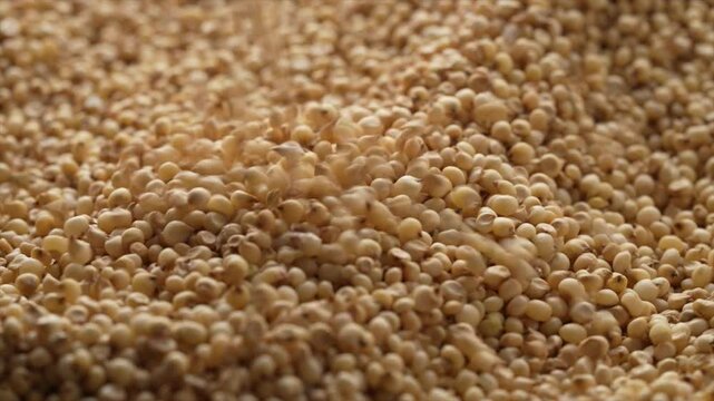Macro video of jowar or great millets. Close up video of sorghum on rotating disk.