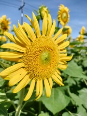 sunflower in the garden