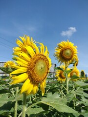 field of sunflowers