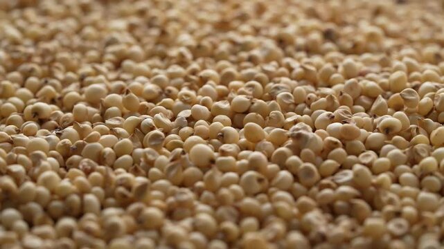 Macro video of jowar or great millets. Close up video of sorghum on rotating disk.