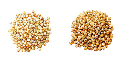 quinoa watercolor vector illustration