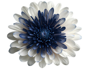 Top view of one white and dark blue flower isolated on a transparent background PNG