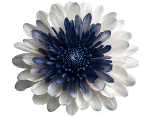 Top view of one white and dark blue flower isolated on a transparent background PNG