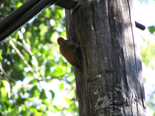 A small woodpecker on a tree trunk looking for food