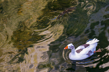 duck in the water
