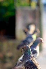 pigeon on the stone