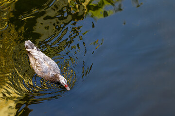 duck swimming in the water