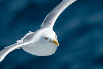A beautiful seagull in flight over the sea
