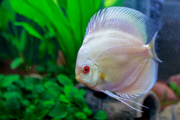 Discus tropical fish in aquarium