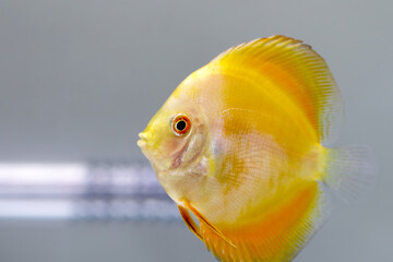 Discus fish in aquarium