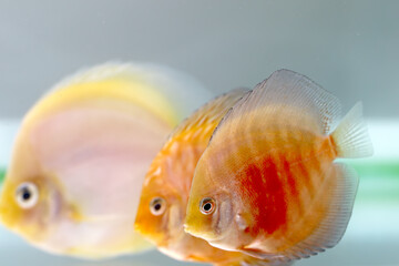 Discus fish in aquarium