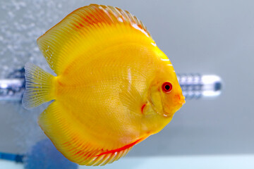 Discus yellow fish in aquarium