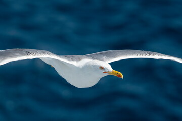 A beautiful seagull in flight over the sea