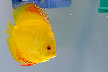 Discus yellow fish in a aquarium
