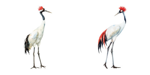 red crowned crane watercolor vector illustration