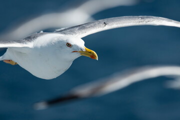 A beautiful seagull in flight over the sea