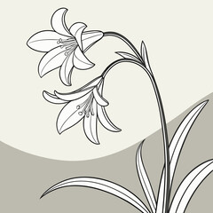 Two lilies bloom, isolated on white background