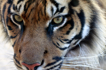portrait of a tiger