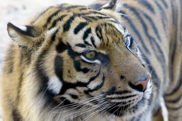 portrait of a tiger