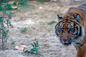 tiger