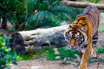 tiger in the jungle