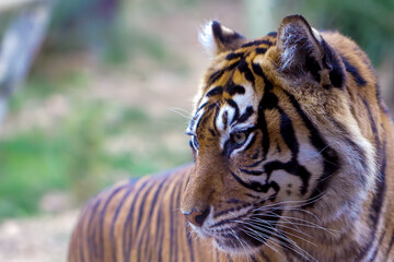 portrait of a tiger