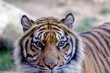 portrait of a tiger