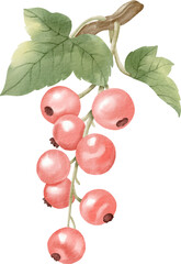 watercolor cranberry