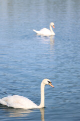 swan on the Rhine River