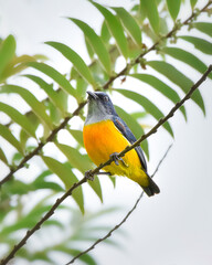 bird on a branch