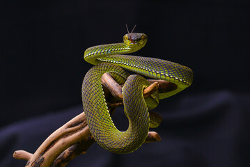 green snake on a branch