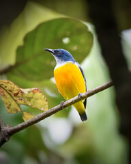 bee eater bird