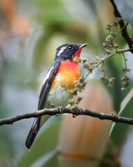 robin on a branch