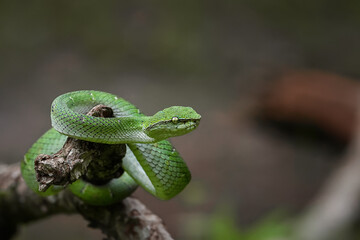 green tree python