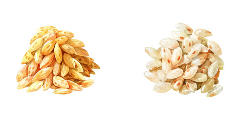 rice grain watercolor vector illustration