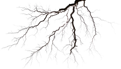 Dramatic bare tree branches spread on a dark background with organic natural lines