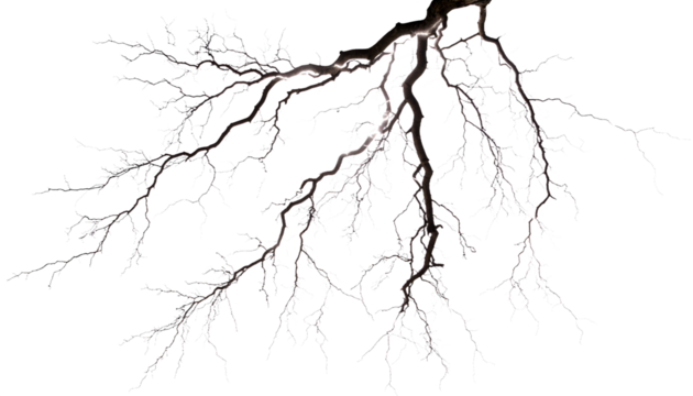 Dramatic bare tree branches spread on a dark background with organic natural lines