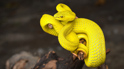 yellow snake on a branch