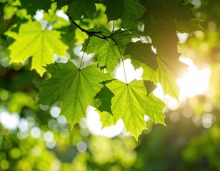 Sunny image of vibrant green maple leaves, glowing sun