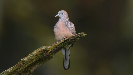 female house sparrow