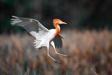 red crowned crane