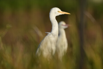 goose on the grass
