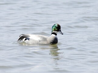 Fototapeta premium Green-winged teal male swimming on water