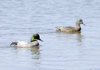 Mallard male and female floating on water