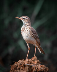 red backed shrike