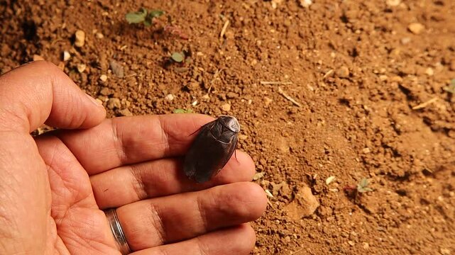 A biologist shows an Egyptian Sand Cockroach is harmless, then releases it in a Syrian farmland. Great for educational, ecological, or awareness footage about insects and their role in nature.