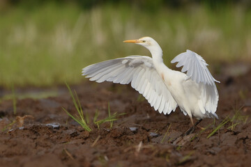 great white heron