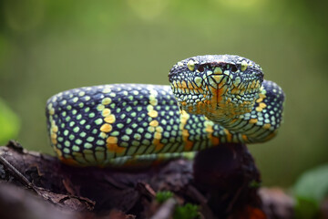 green tree viper