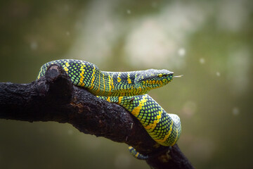 snake in a tree