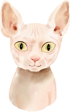 watercolor cat spinx